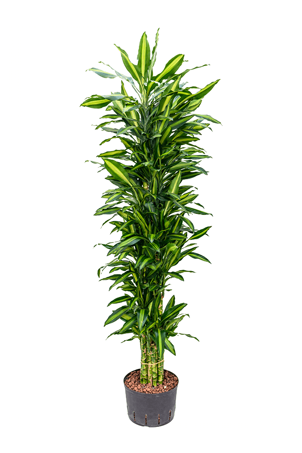 Hydroplant Dracaena Fragrans Cintho