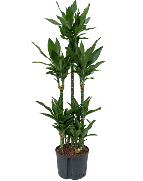 Hydroplant Dracaena
