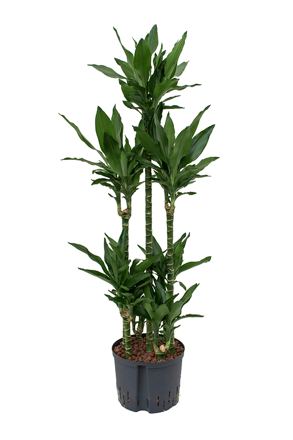 Hydroplant Dracaena Fragrans Janet Lind