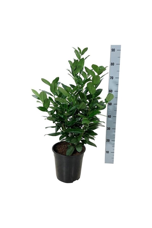 Portugiesischer Lorbeer Prunus Obelisk