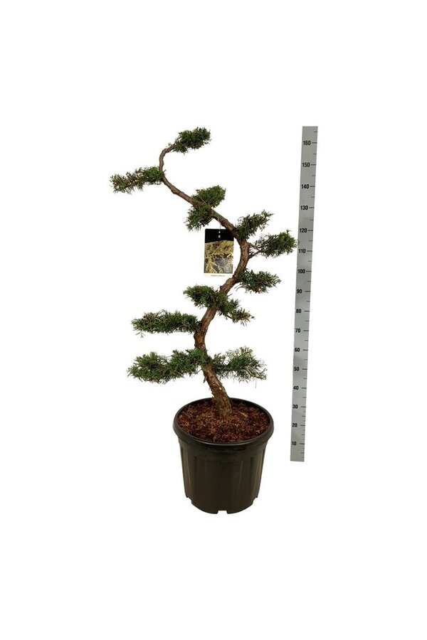 Zypresse Juniperus pfitzeriana