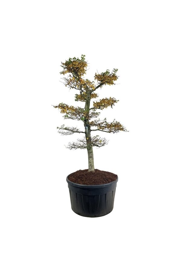 Hainbuche Carpinus betulus
