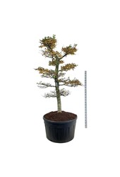 Hainbuche Carpinus betulus