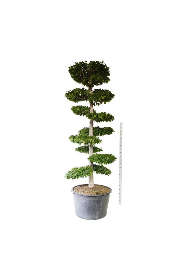 Hainbuche Carpinus betulus
