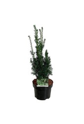 Yew Taxus cuspidata nana