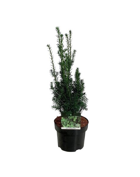 Yew