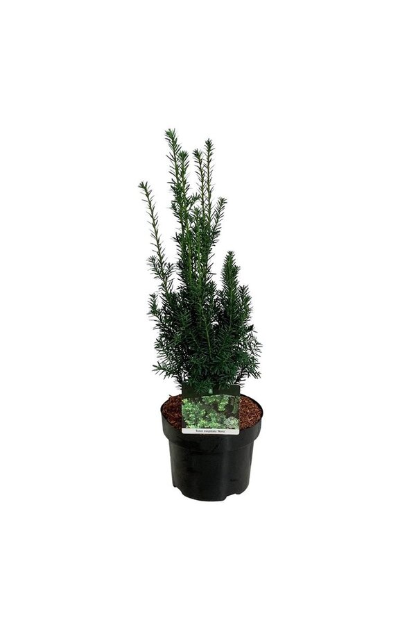 Yew Taxus cuspidata nana