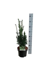 Yew Taxus cuspidata nana