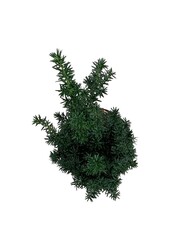 Yew Taxus cuspidata nana
