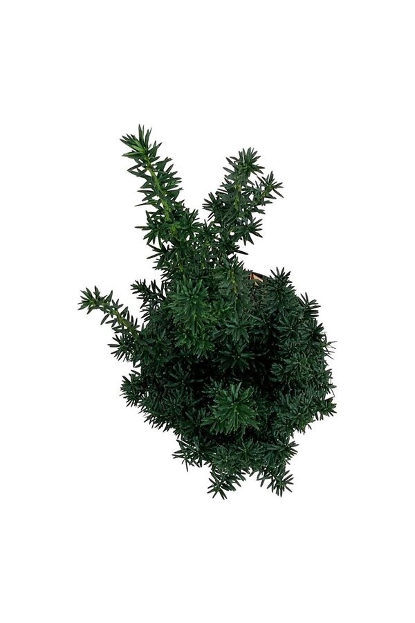 Yew Taxus cuspidata nana