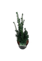 Yew Taxus cuspidata nana