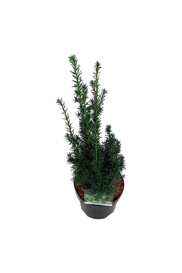 Yew Taxus cuspidata nana