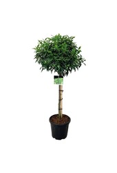 Portugiesischer Lorbeer Prunus Angustifolia