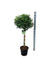 Portugiesischer Lorbeer Prunus Angustifolia