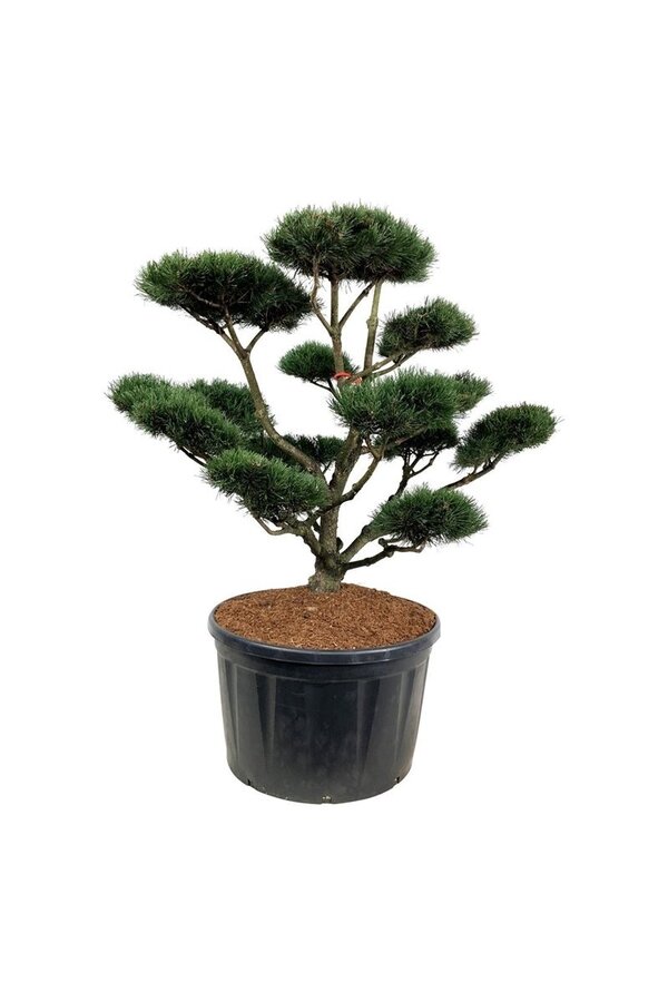 Dennebaum Pinus mugo Gnom
