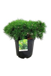 Dennebaum Pinus Low Glow