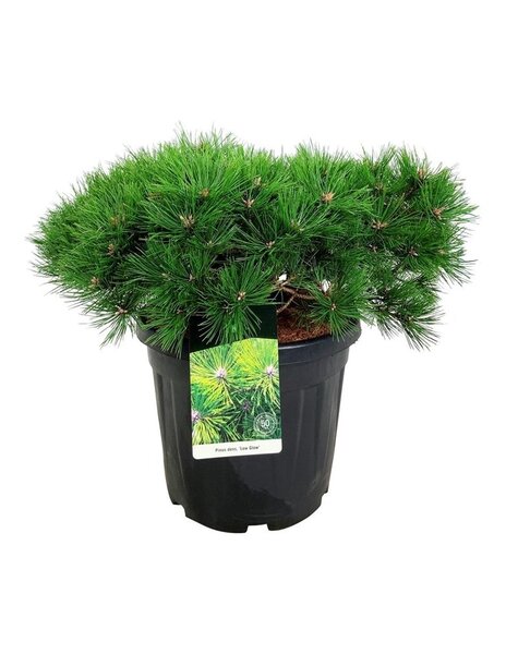 Pinus