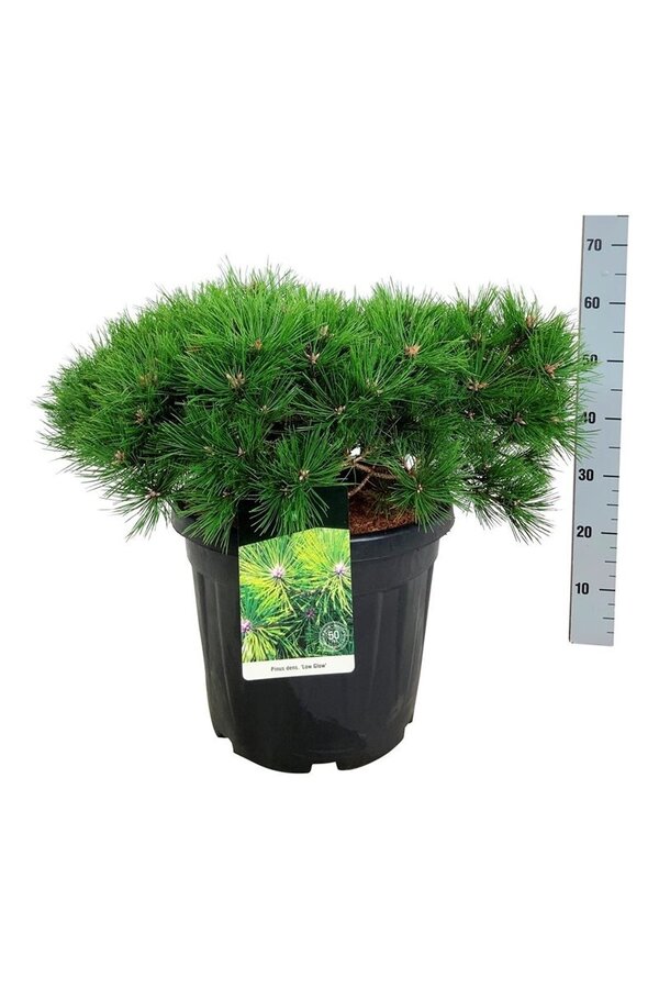Dennebaum Pinus Low Glow