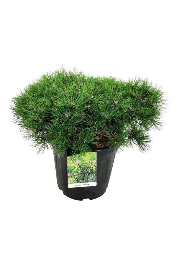Dennebaum Pinus Low Glow