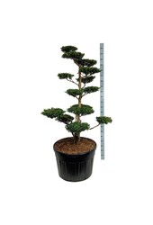Ilex crenata Green Hedge