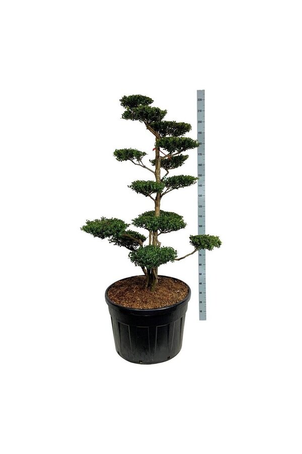 Ilex crenata Green Hedge