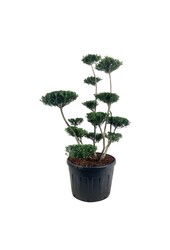 Ilex crenata Green Hedge