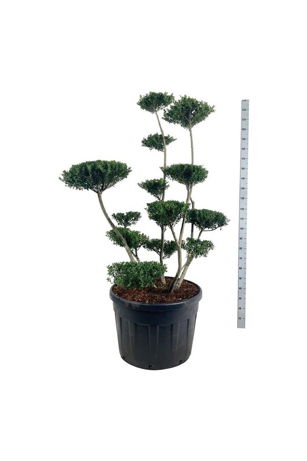 Ilex crenata Green Hedge