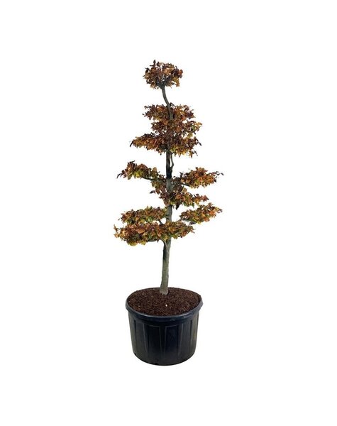 Fagus