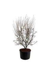 Kornelkirsche Cornus kousa Milky Way