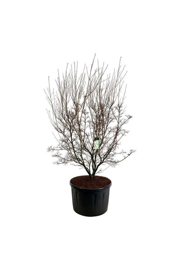 Kornelkirsche Cornus kousa Milky Way