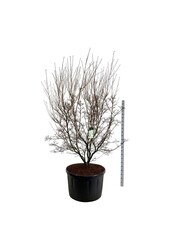 Kornelkirsche Cornus kousa Milky Way