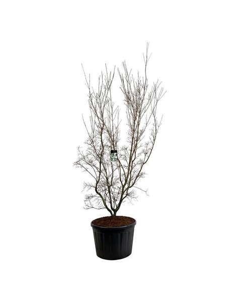 Cornus