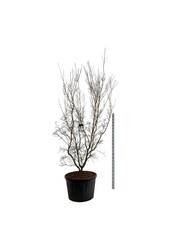 Kornelkirsche Cornus kousa China Girl