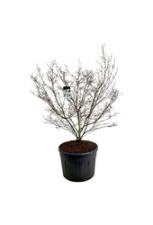 Kornelkirsche Cornus kousa China Girl