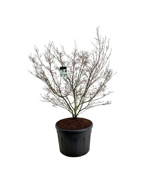 Cornus