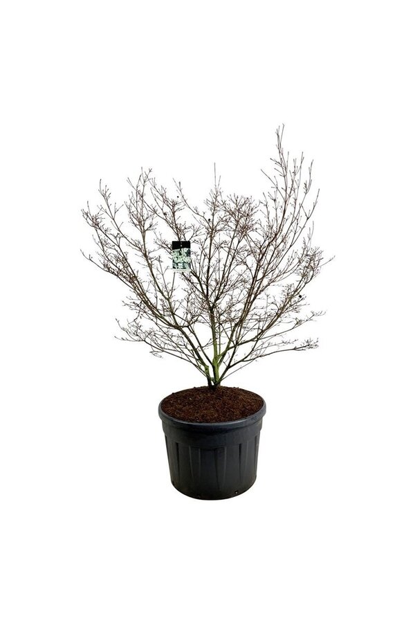 Kornelkirsche Cornus kousa China Girl