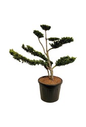 Yew Taxus cuspidata nana