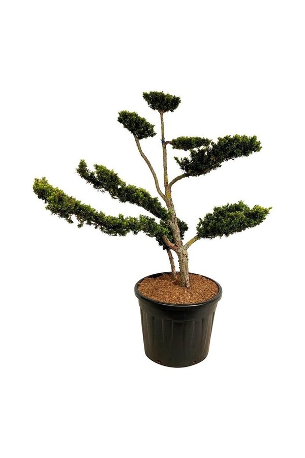 Yew Taxus cuspidata nana