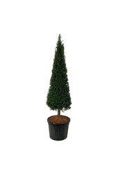 Eibenbaum Taxus baccata