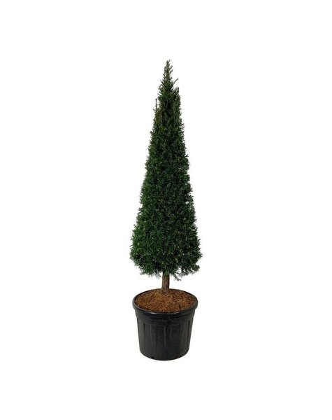 Yew