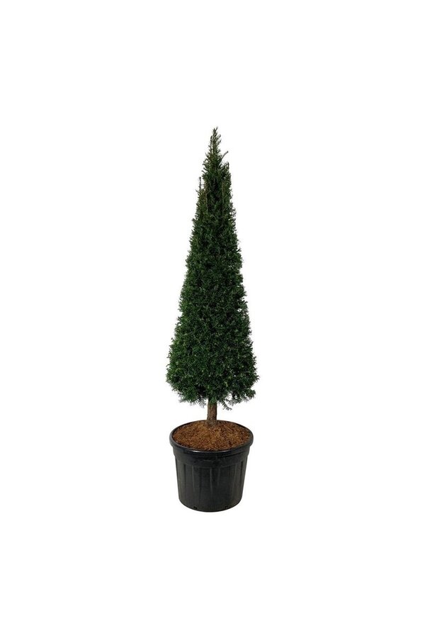 Eibenbaum Taxus baccata