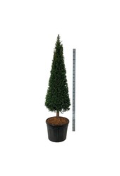 Eibenbaum Taxus baccata