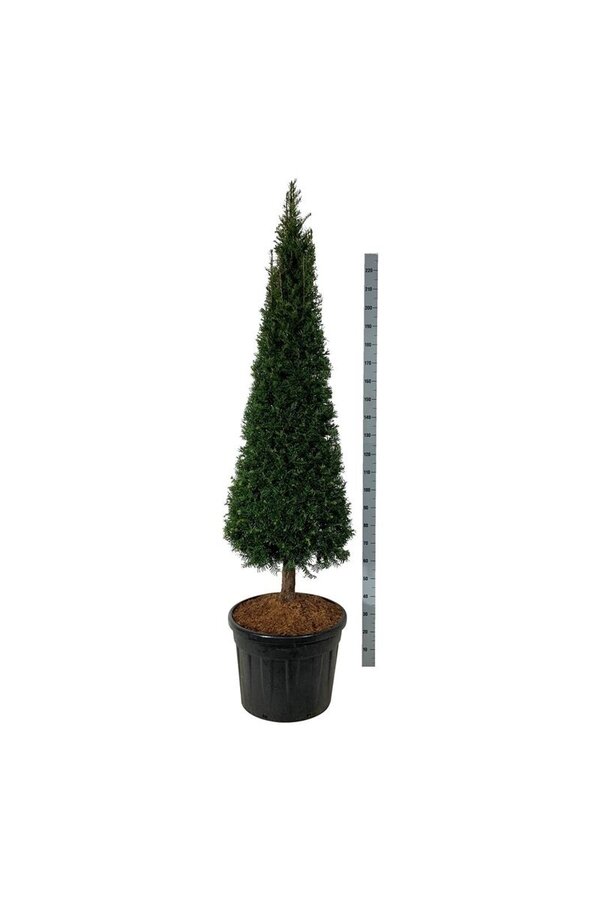 Eibenbaum Taxus baccata