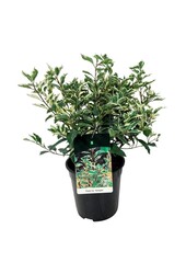 Portugiesischer Lorbeer Prunus Variegata
