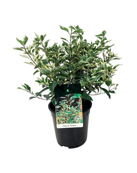 Prunus