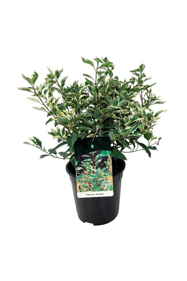 Portugiesischer Lorbeer Prunus Variegata