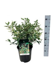 Portugiesischer Lorbeer Prunus Variegata