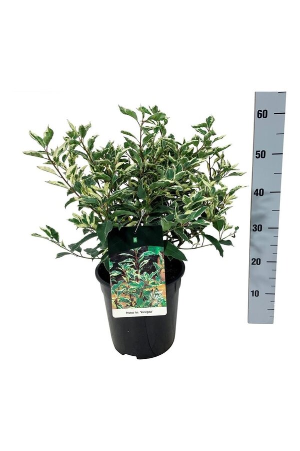 Portugiesischer Lorbeer Prunus Variegata