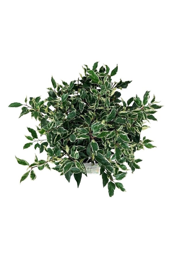 Portugiesischer Lorbeer Prunus Variegata