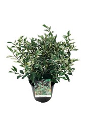 Portugiesischer Lorbeer Prunus Variegata